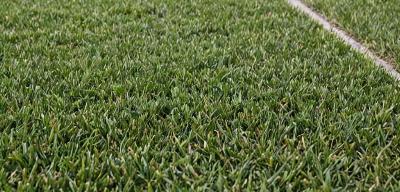 Beautiful manicured lawn after professional care