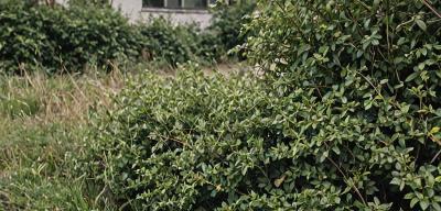 Neglected commercial landscape before professional maintenance