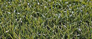 Healthy green lawn after fertilization